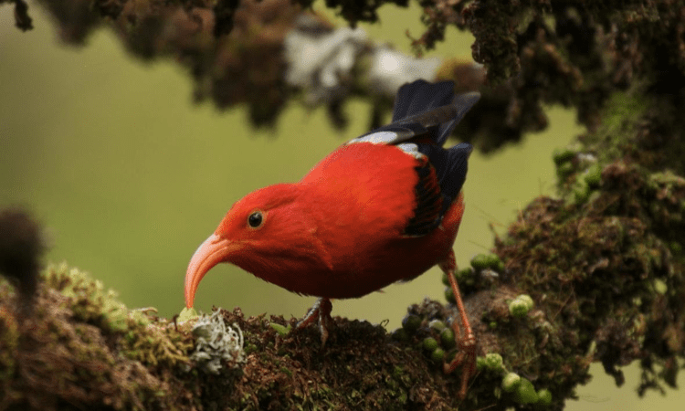 Hawaii Bird Conservation Race Report 2018